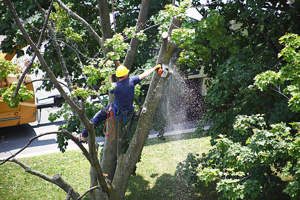 Professional Tree Care in Progreso, TX