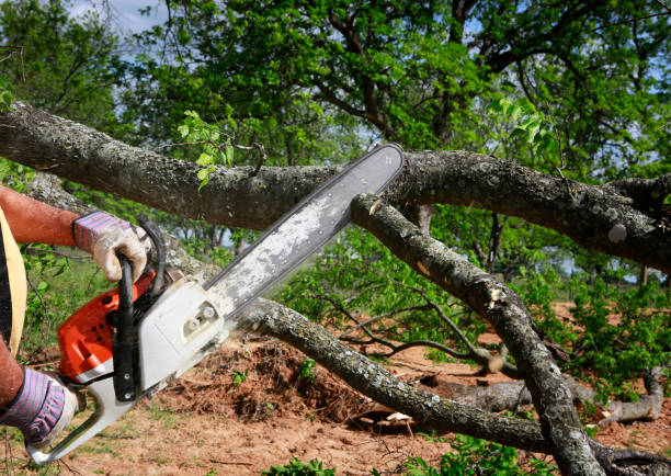 How Our Tree Care Process Works  in  Progreso, TX